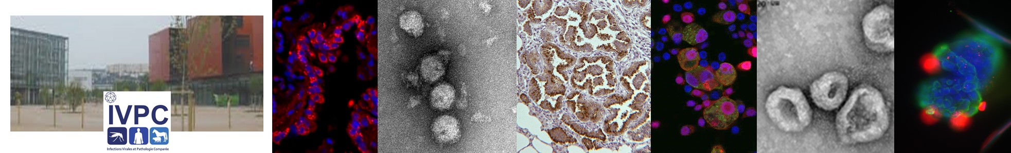Equipes de recherche de l'UMR 754 "Infections Virales et Pathologie Comparée"